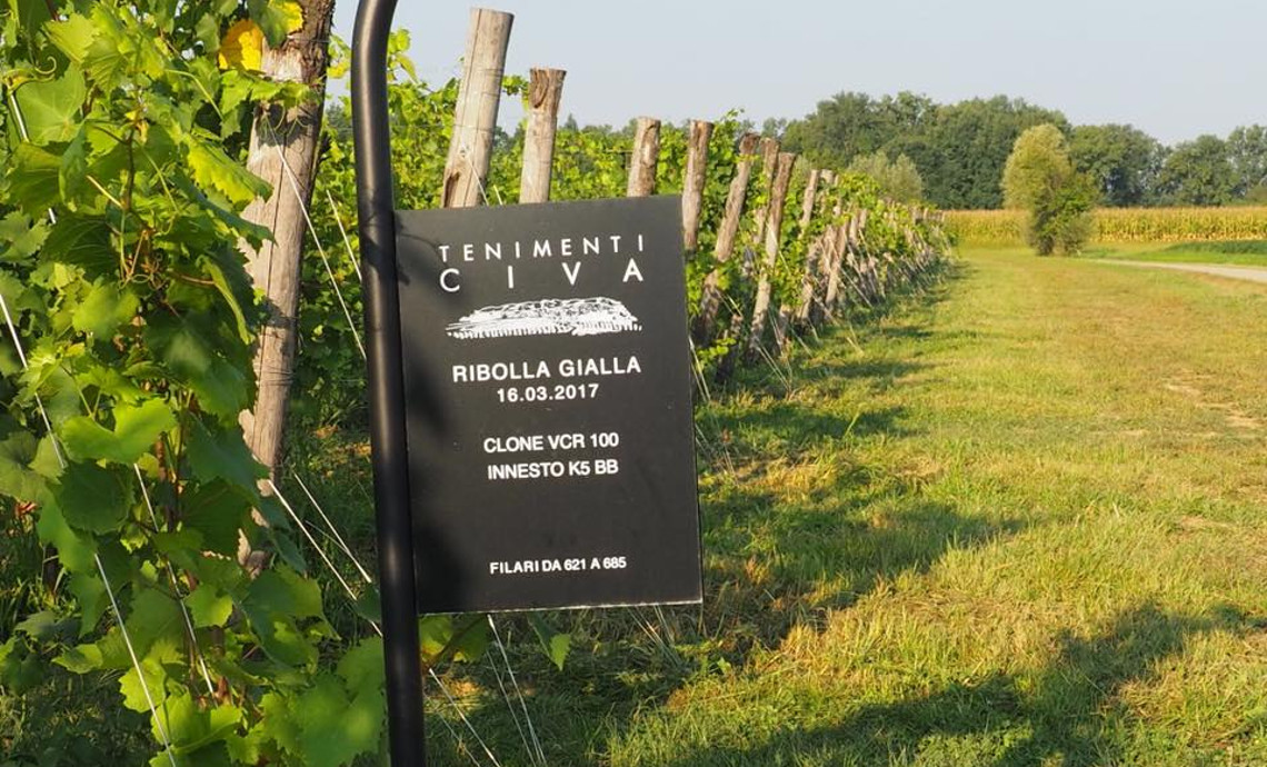 Luci accese sulla Ribolla Gialla, vitigno identitario del Friuli Venezia Giulia