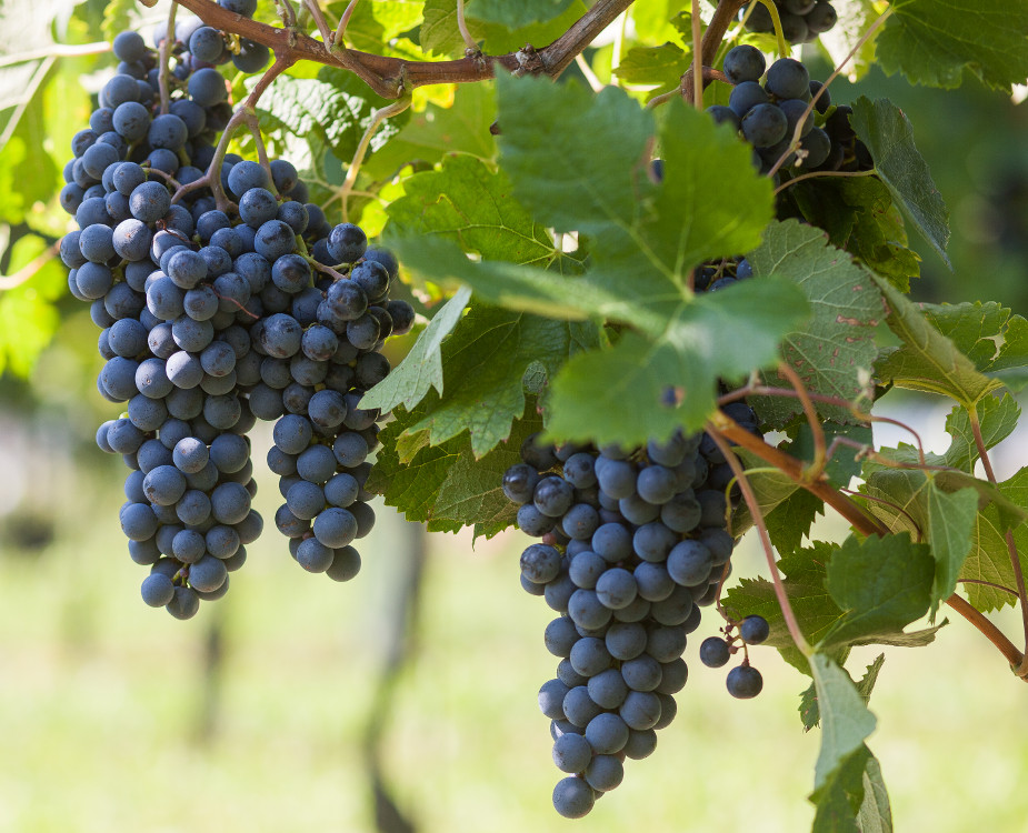 Grappolo uva rossa