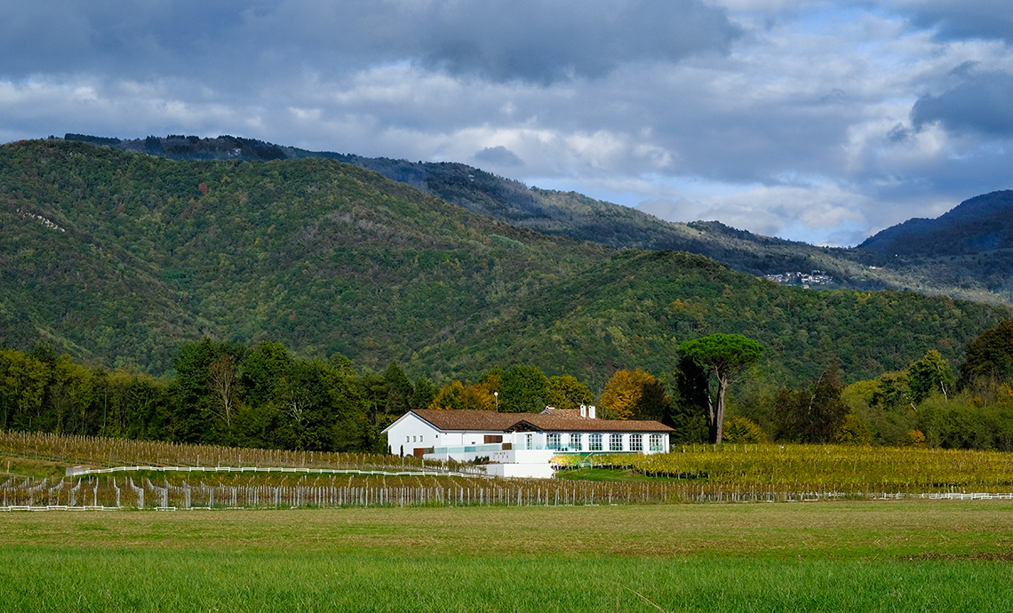TENIMENTI CIVA SUI COLLI ORIENTALI DEL FRIULI, DOVE FIORISCE LA RIBOLLA GIALLA