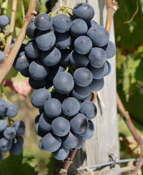 Grappolo schioppettino