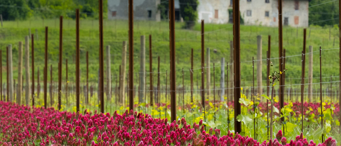 La distribuzione geografica della vite
