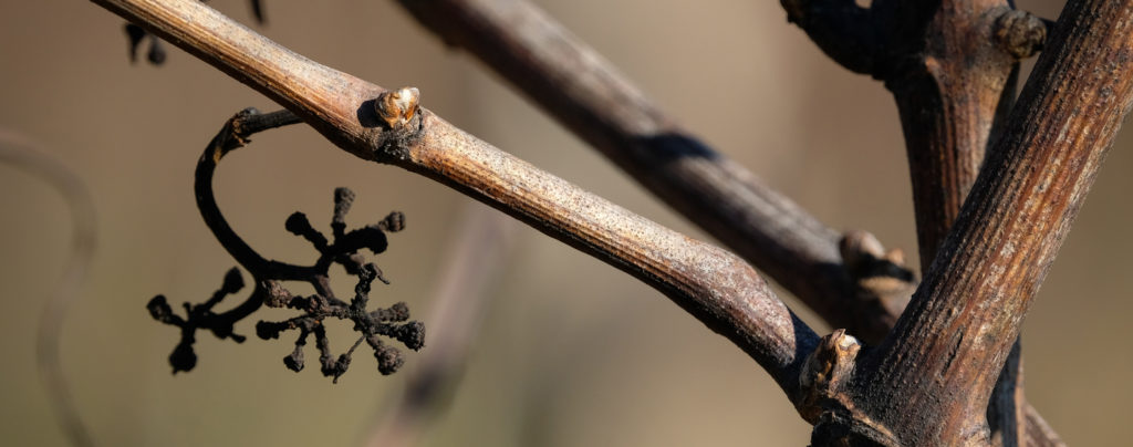Vigna selvatica piantata in Friuli di Tenimenti Civa