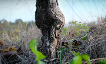 Vite in Friuli dalle origini a oggi di Tenimenti Civa