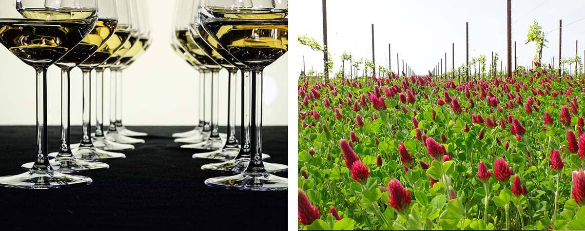 Tenimenti Civa vini di qualità La qualità del vino