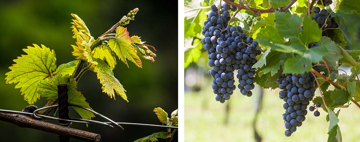 ciclo annuale della vite Ciclo Annuale della Vite