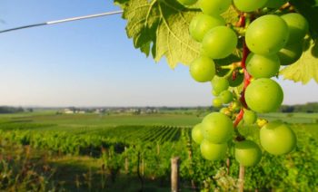 Le Fasi Fenologiche della Vite