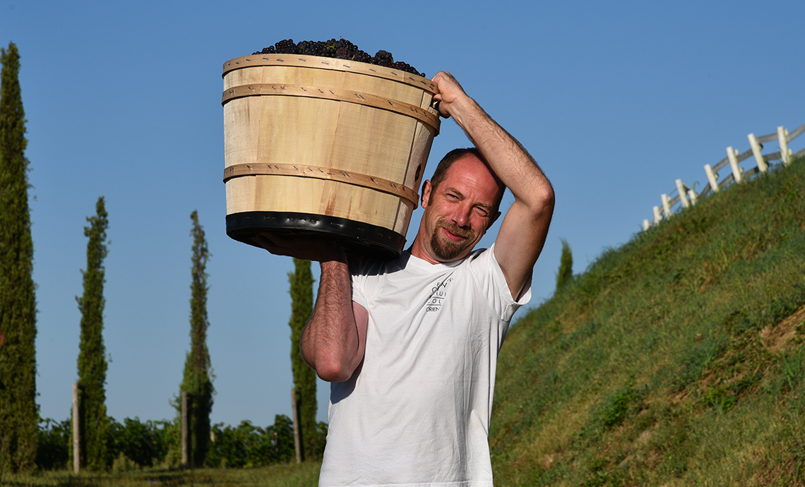Quando si vendemmia? Il periodo giusto per vendemmiare