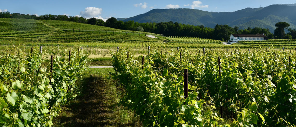 Le meraviglie della Vitis Vinifera. Il clima il suolo e la vite