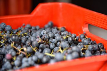 uva rossa vinificazione in rosso