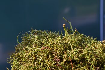 raspo vinificazione in rosso