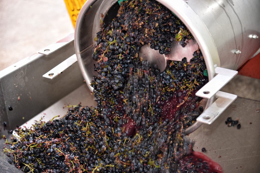 fase della vinificazione in rosso