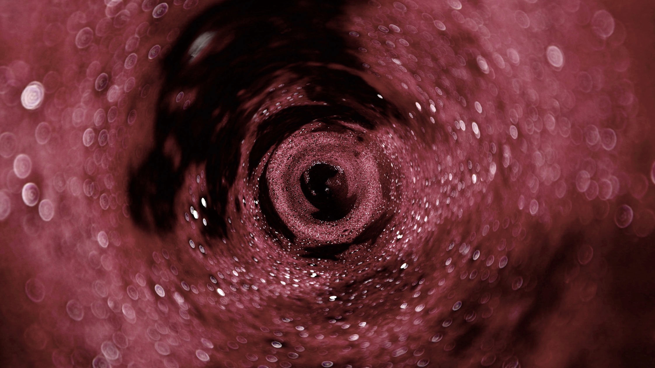 La vinificazione in rosso. Sai come si ottiene un vino rosso?