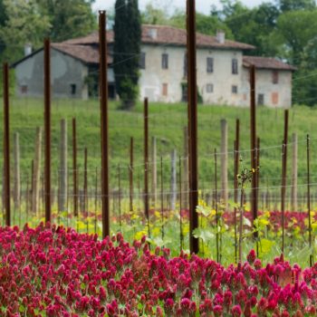 podere di Manzano-San Giovanni al Natisone