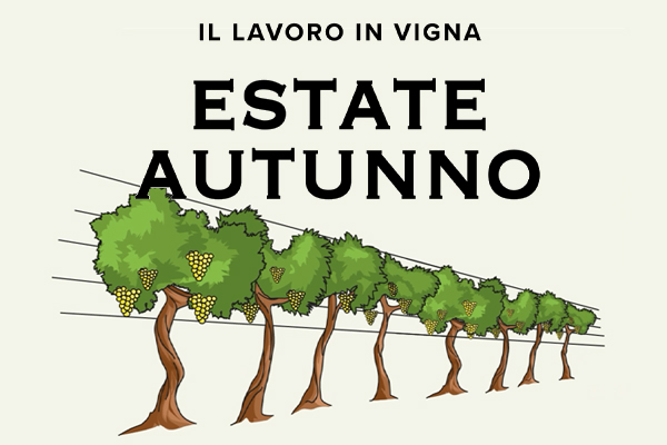 Momento della vendemmia