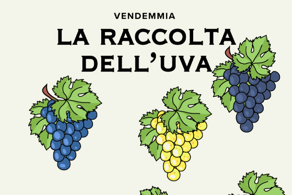 Uve pronte per la vendemmia