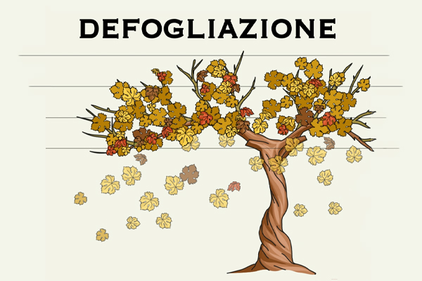 Defogliazione delle viti