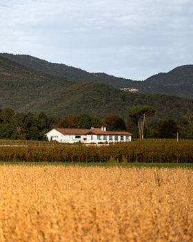 TenimentiCiva Ribolla Gialla